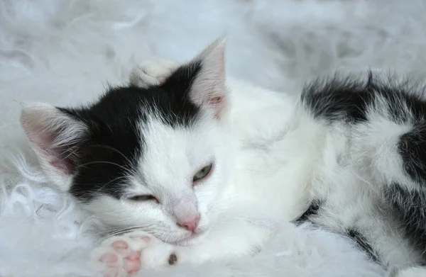 Крупним Планом Милий Маленький Чорно Білий Кошеня Спить Білому Хутрі — стокове фото