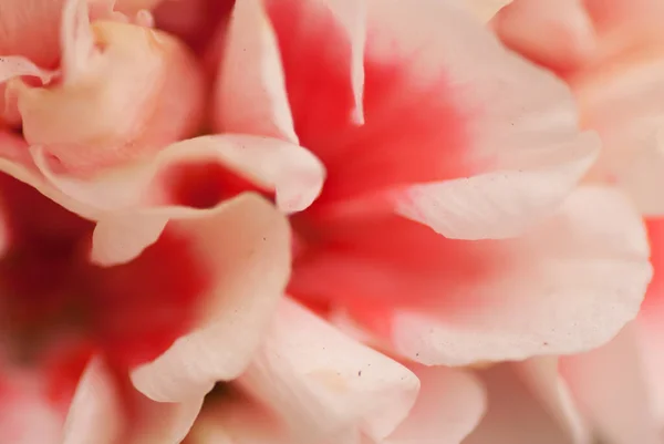 Een Ondiepe Focus Shot Van Binnenkant Van Een Bloem Perfect — Stockfoto