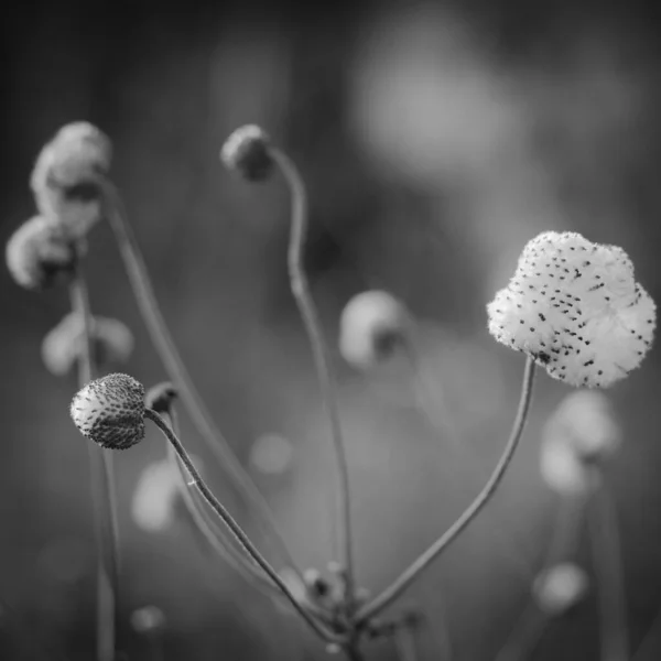Сірий Знімок Сухих Сухих Квітів Парку Восени — стокове фото