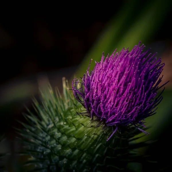 Een Close Shot Van Een Schattige Speer Distel Onder Het — Stockfoto