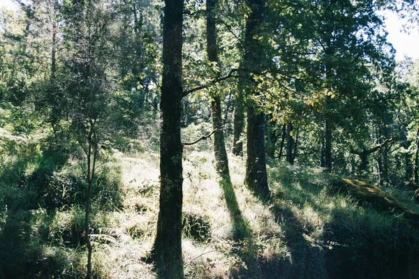 Hipnotyzujący Strzał Parque Natural Alvao Barreiro Portugal — Zdjęcie stockowe