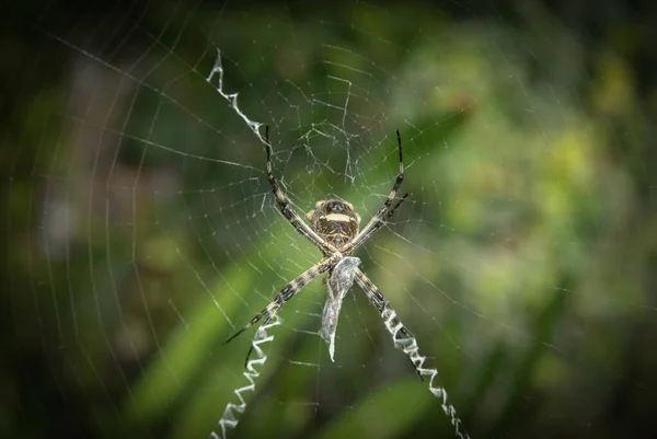 배경이 거미줄 위에서 거미를 가까이서 — 스톡 사진