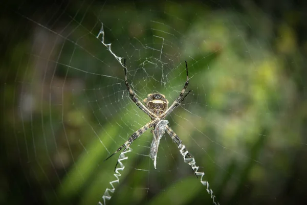 Gros Plan Une Araignée Sur Une Toile Araignée Avec Fond — Photo