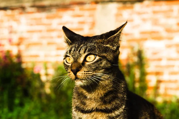 太陽の光に対してグレーの子猫のクローズアップショット — ストック写真