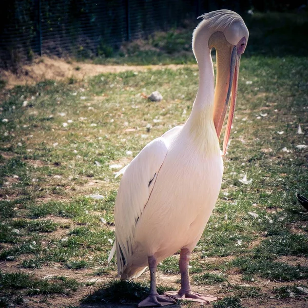 Closeup Single Pink Pelican Lake Daytime — Stock Photo, Image