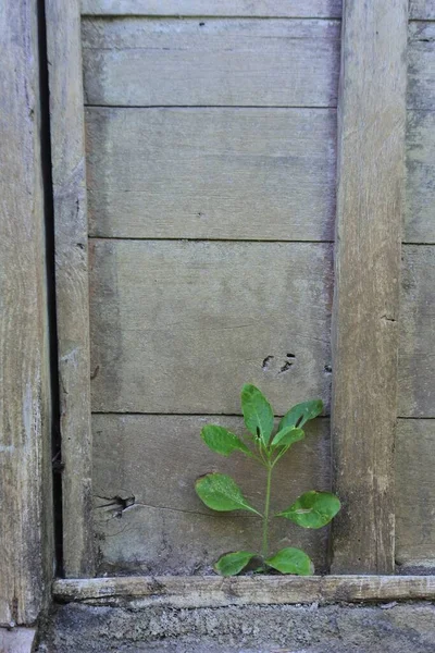 Egy Függőleges Közelkép Egy Kis Növény Infravörös Egy Felület — Stock Fotó