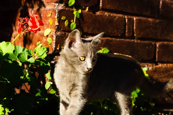 Крупный План Серого Котенка Фоне Солнечного Света — стоковое фото