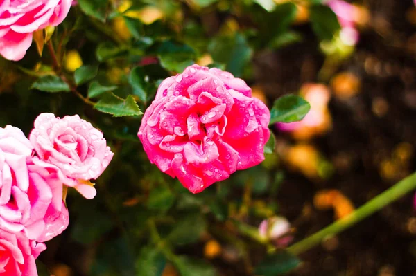 Een Prachtig Shot Van Roze Rozen Tuin — Stockfoto