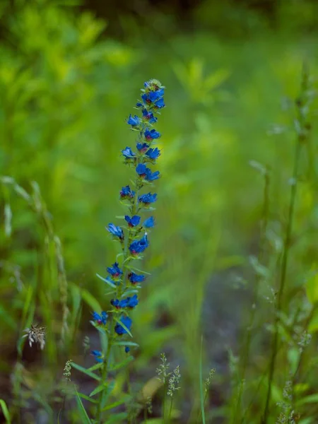 Fleur Bleue Sauvage Dans Jardin — Photo