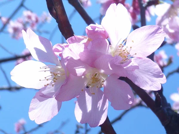 Primo Piano Bellissimi Fiori Ciliegio Rosa Uno Sfondo Sfocato — Foto Stock