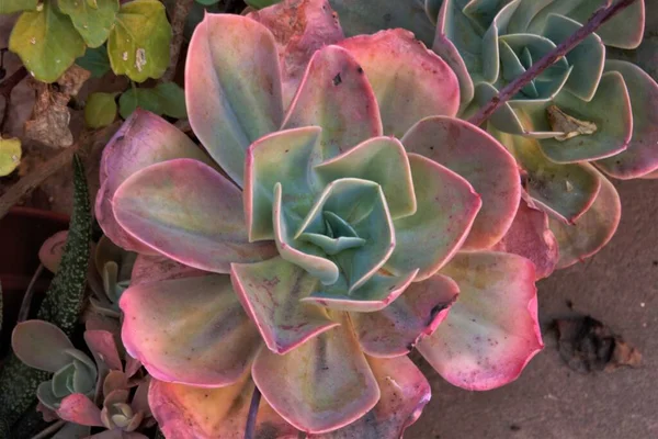 庭の多肉植物のトップビュー — ストック写真