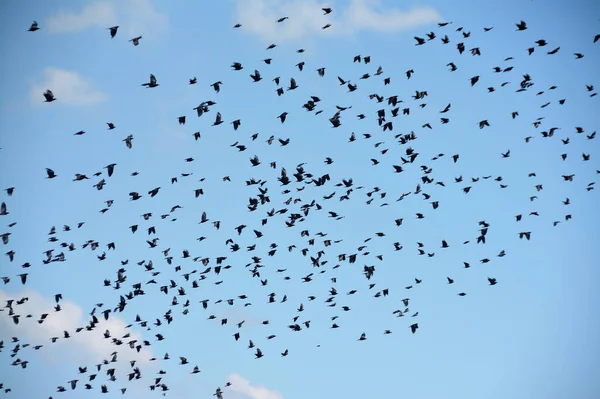 空に大きな鳥の群れの低角度ショット — ストック写真