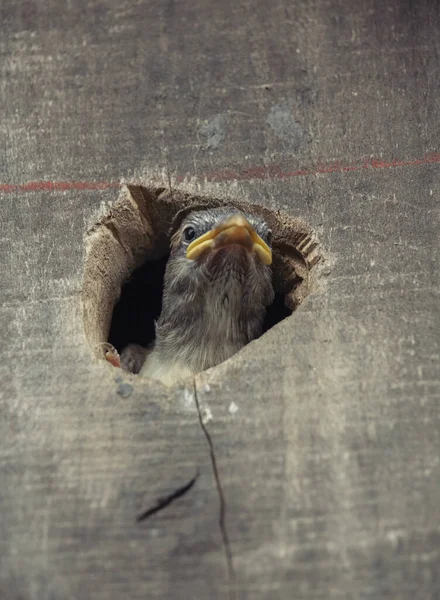 Baby Bird Stick His Head Out Birdhouse — Stock Photo, Image