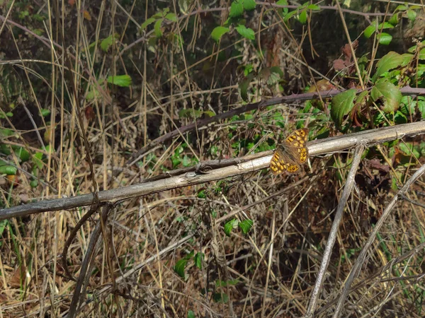 一只蝴蝶在自然界中的干植物上的特写镜头 — 图库照片