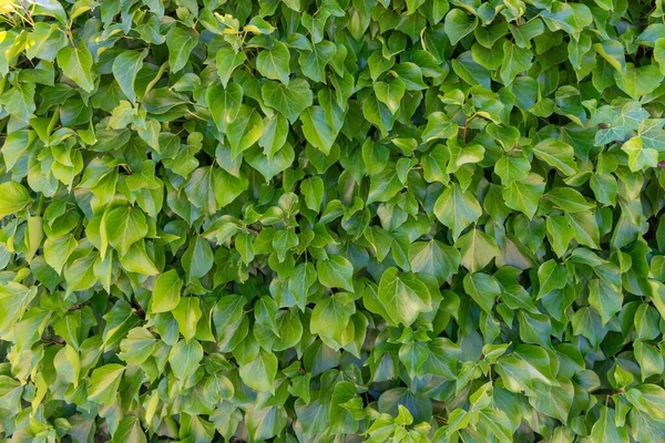 Closeup Shot Ivy Leaves Grozing Wall — Stock Photo, Image