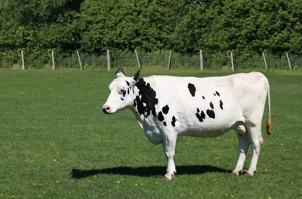 Egy Holstein Tehén Réten Napközben — Stock Fotó