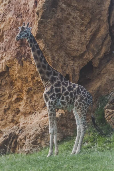 Plan Vertical Une Jolie Girafe Debout Devant Les Rochers — Photo