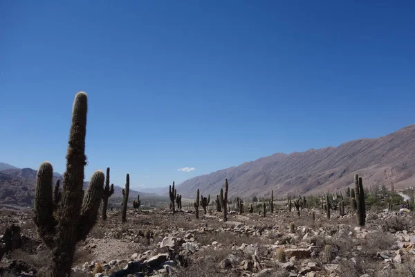 Ein Trockenes Wüstengebiet Mit Vielen Kakteenpflanzen Umgeben Von Bergen Argentinien — Stockfoto