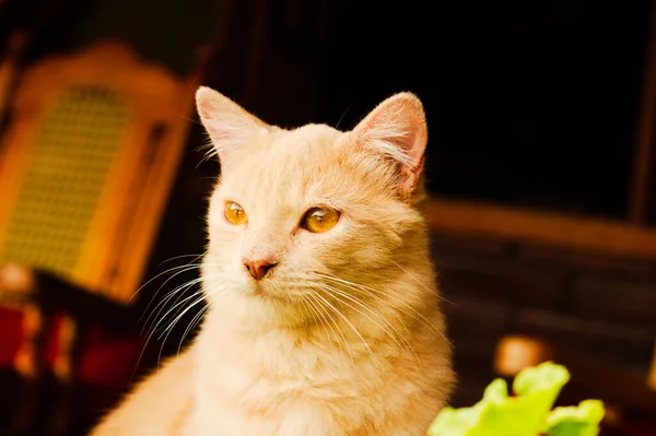 Gros Plan Chaton Orange Contre Lumière Soleil — Photo