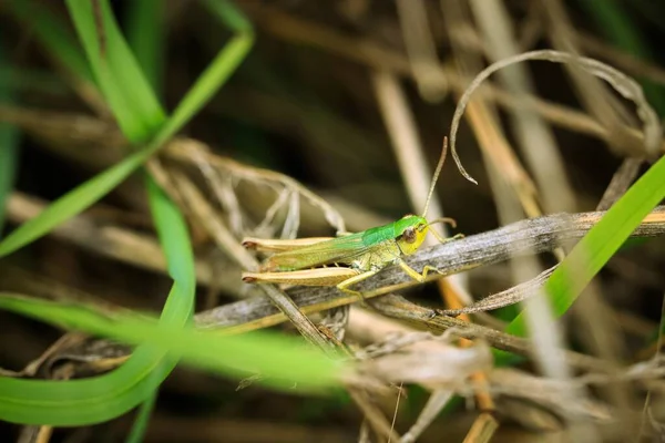 Een Selectieve Focusshot Van Een Sprinkhaan Een Bruin Blad — Stockfoto