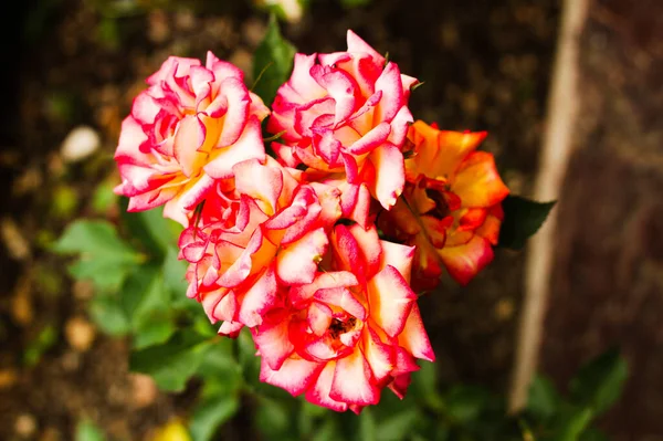 花园里的一朵粉红玫瑰的特写 — 图库照片