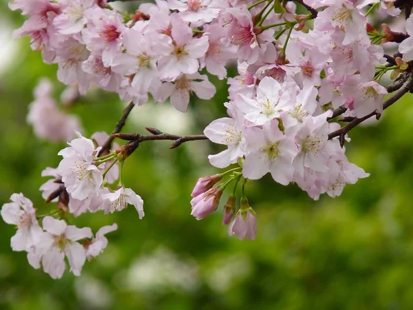 枝の上で美しい桜の選択的フォーカスショット — ストック写真