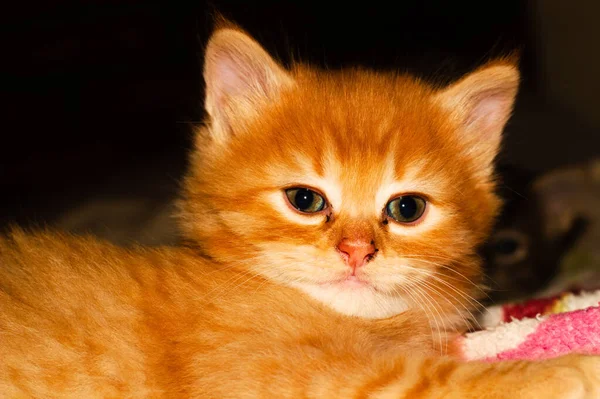 Primer Plano Gatito Naranja Acostado Cama — Foto de Stock