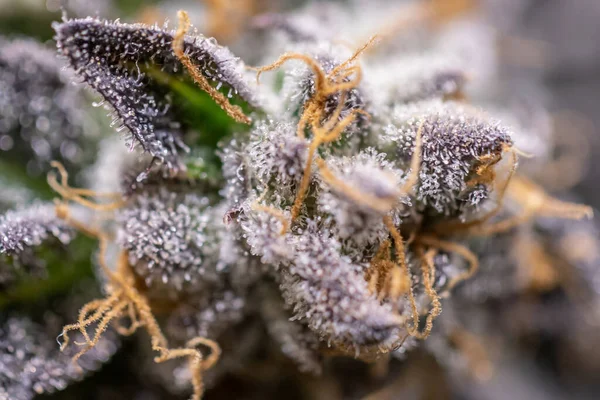 Makro Shot Medycznych Roślin Marihuany Pączkujących Trychomami — Zdjęcie stockowe
