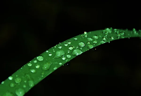 Een Close Shot Van Water Druppels Een Blad Een Donkere — Stockfoto