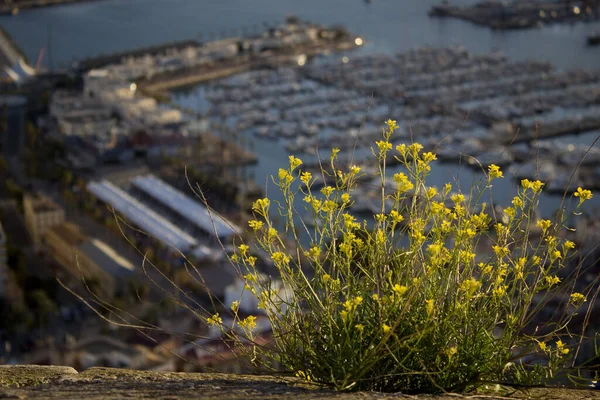 Tiro Foco Seletivo Arbusto Com Flores Amarelas Uma Estrada Concreta — Fotografia de Stock