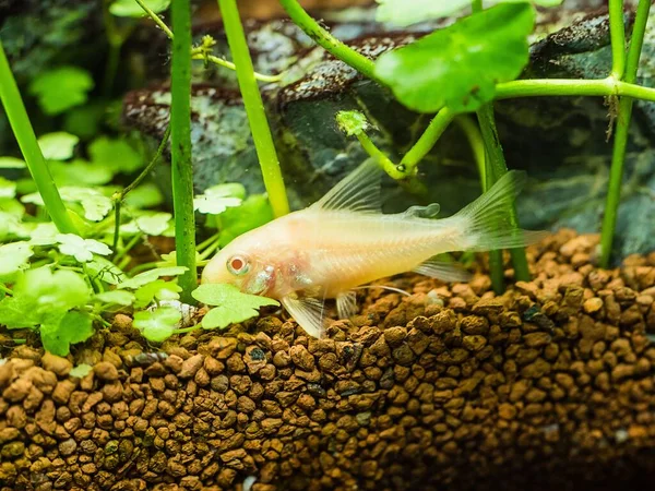 Close Peixe Gato Albino Corydora Uma Instalação Aquário Tropical — Fotografia de Stock