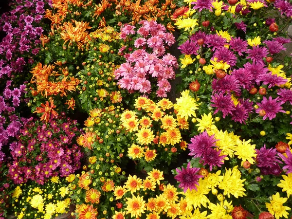 Süslü Amaçlar Için Kullanılan Kasımpatı Çiçeklerinden Oluşan Güzel Bir Bahçe — Stok fotoğraf