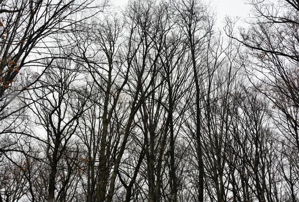 배경에 나무들의 — 스톡 사진