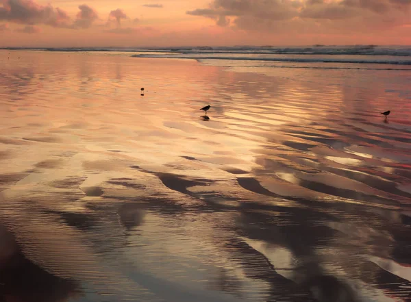 Красиві Пейзажі Чайок Йдуть Пляжі Видом Захід Сонця Задньому Плані — стокове фото