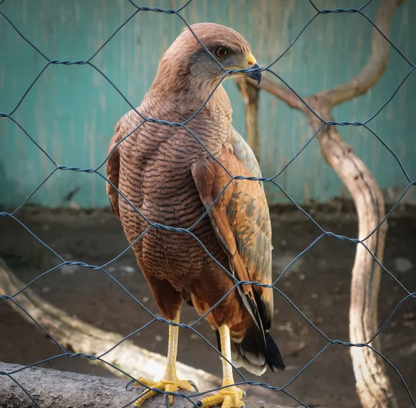 一只棕色鹰在栅栏后面的特写镜头 — 图库照片