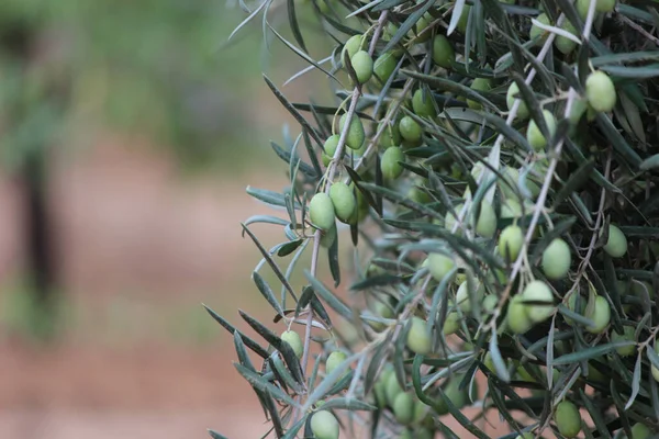 Primo Piano Olive Verdi Fresche Albero Con Uno Sfondo Sfocato — Foto Stock