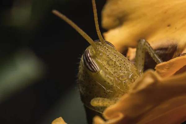 Une Macro Prise Une Sauterelle Isolée Sur Fond Sombre — Photo