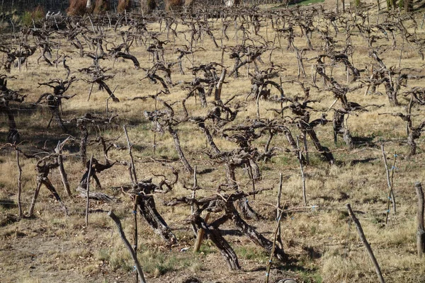 Tiro Alto Ángulo Árboles Cortos Campo Hierba Seca — Foto de Stock