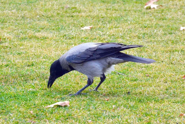 Tiro Close Corvo Preto Cinza Grama — Fotografia de Stock