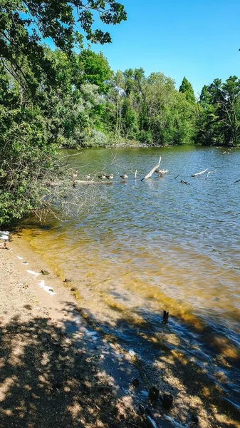 Tiro Vertical Lago Com Árvores Verdes Fundo — Fotografia de Stock