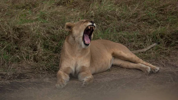 Tanzanya Serengeti Parkında Yerde Yatan Kükreyen Bir Aslan — Stok fotoğraf