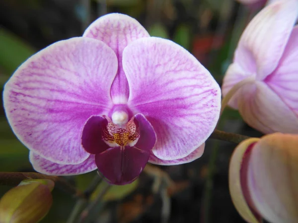 Plano Superficial Del Foco Una Orquídea Hermosa Fondo Borroso — Foto de Stock
