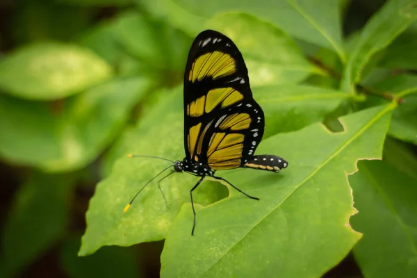 Parkta Yeşil Bir Yaprağın Üzerinde Bir Methona Themisto Kelebeğinin Yakın — Stok fotoğraf