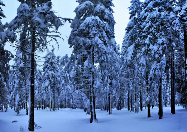 Krásný Záběr Zasněžené Lesní Krajiny Spoustou Stromů — Stock fotografie