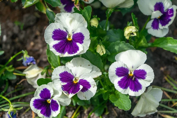 Hermosa Flor Blanca Púrpura Jardín — Foto de Stock