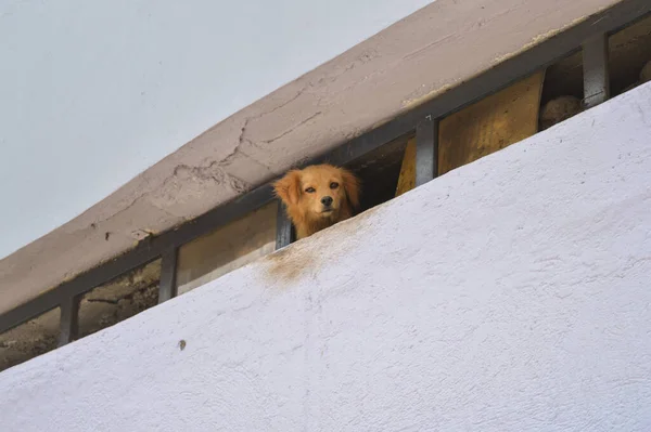Tiro Ângulo Baixo Cão Bonito Olhando Para Fora Uma Pequena — Fotografia de Stock