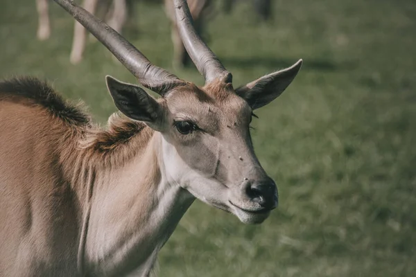 一只可爱的羚羊在田野里的高角特写镜头 — 图库照片