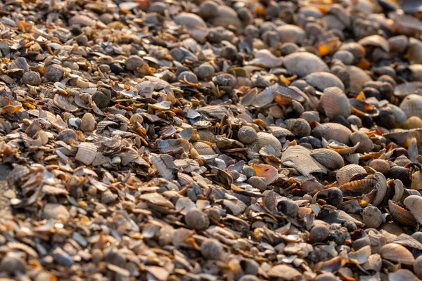 在阳光下 地面上大量的海贝壳拍成了一个高角 — 图库照片