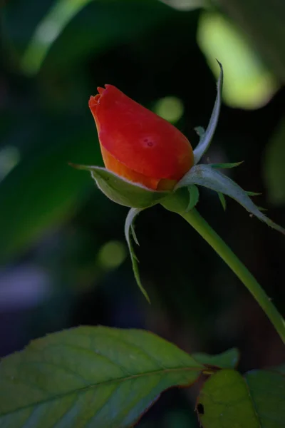Крупним Планом Знімок Красивого Апельсинового Бутона Троянди Саду — стокове фото