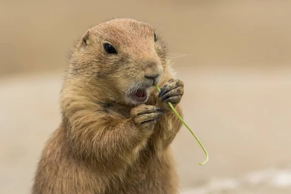 Adorable Perro Pradera Cola Negra Comiendo Una Planta — Foto de Stock